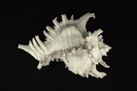 藏品(大千手螺)的圖片